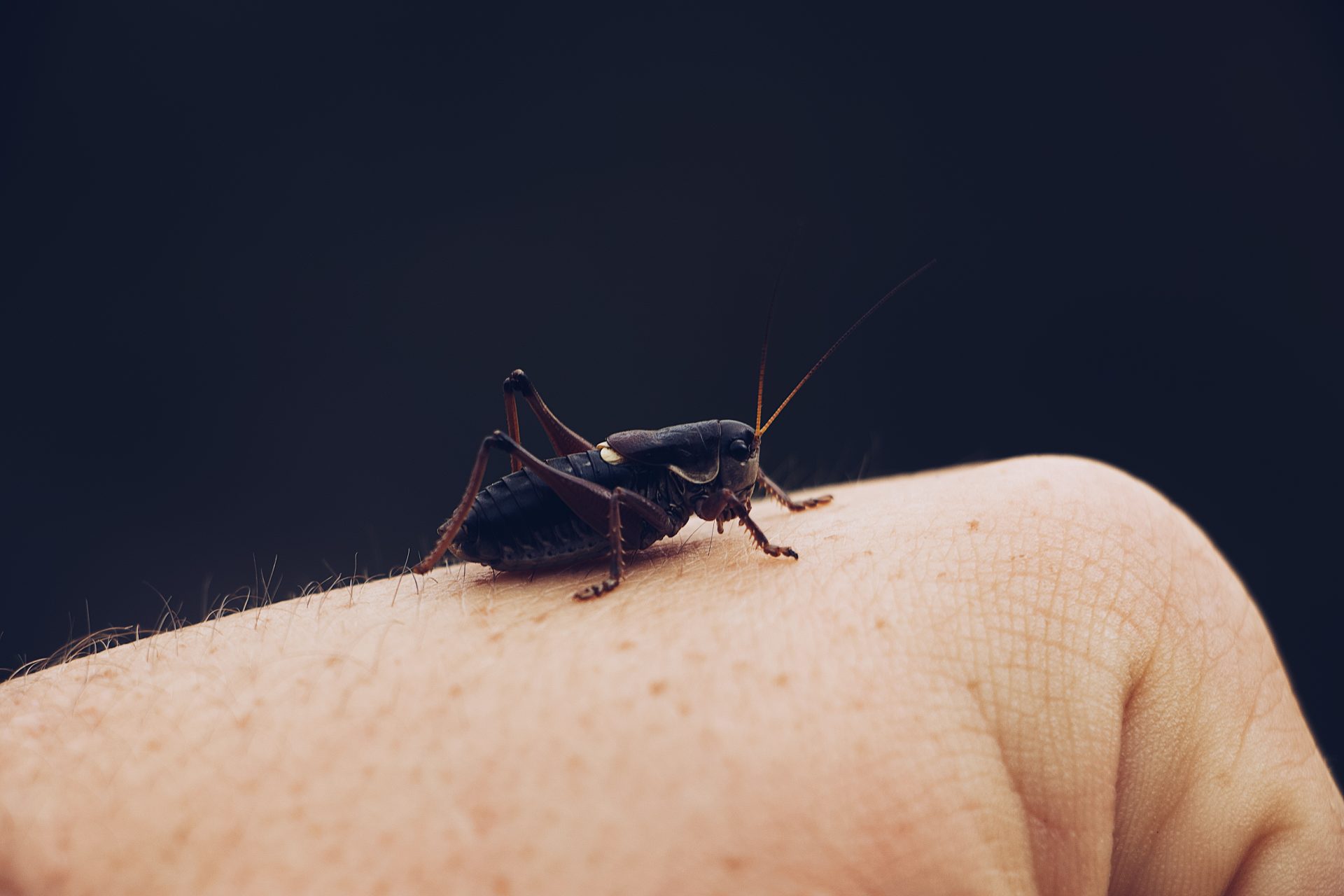 Alergia á picada de inseto: O que fazer?